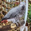 Lucia – Congo African Gray Parrot for Sale
