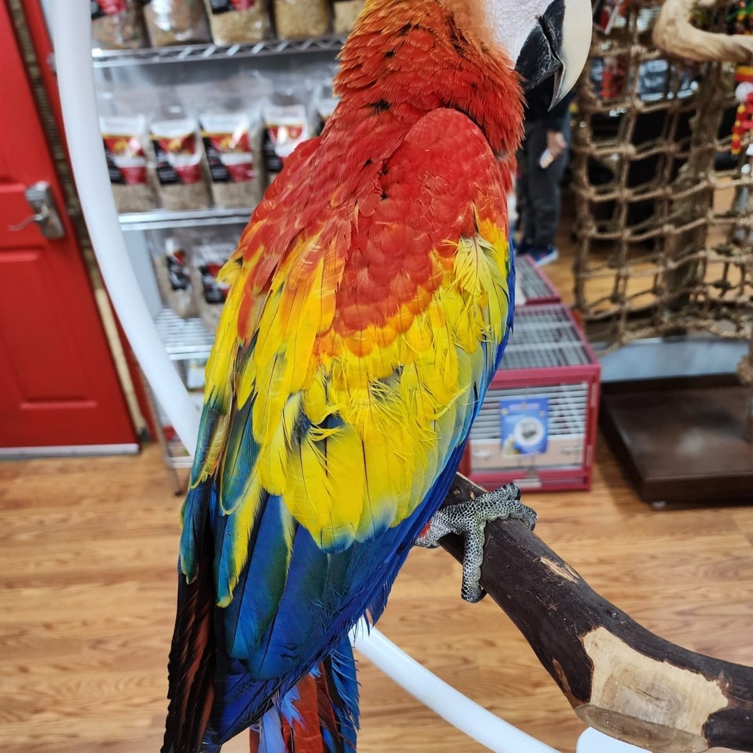Scarlet Macaw for Sale - Image 6