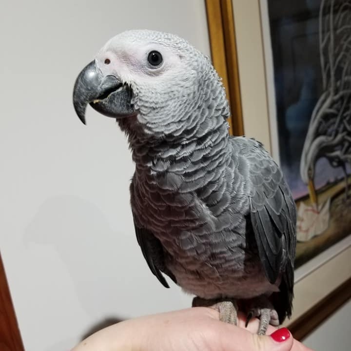 Maanu – Male African Grey - Image 3