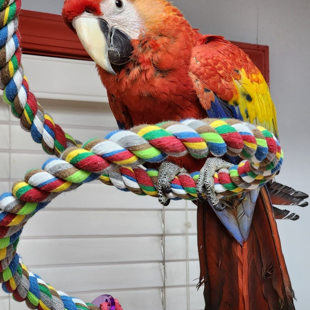 Scarlet Macaw for Sale - Image 5