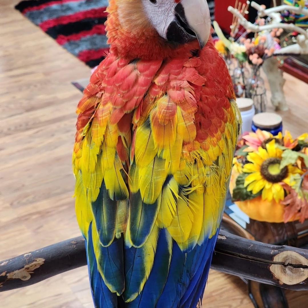 Scarlet Macaw for Sale - Image 11