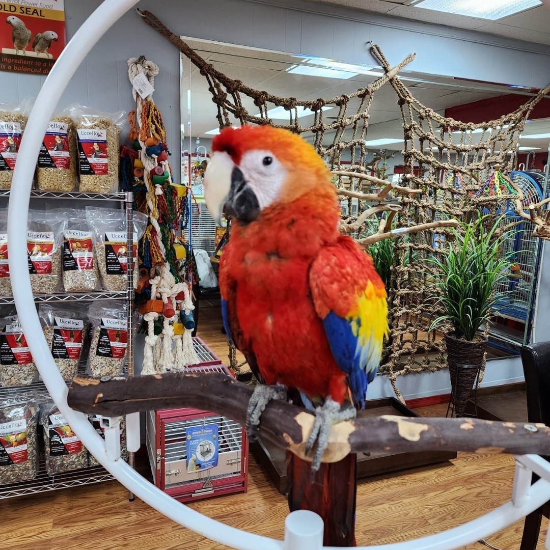 Scarlet Macaw for Sale - Image 2