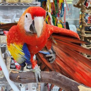 Scarlet Macaw for Sale