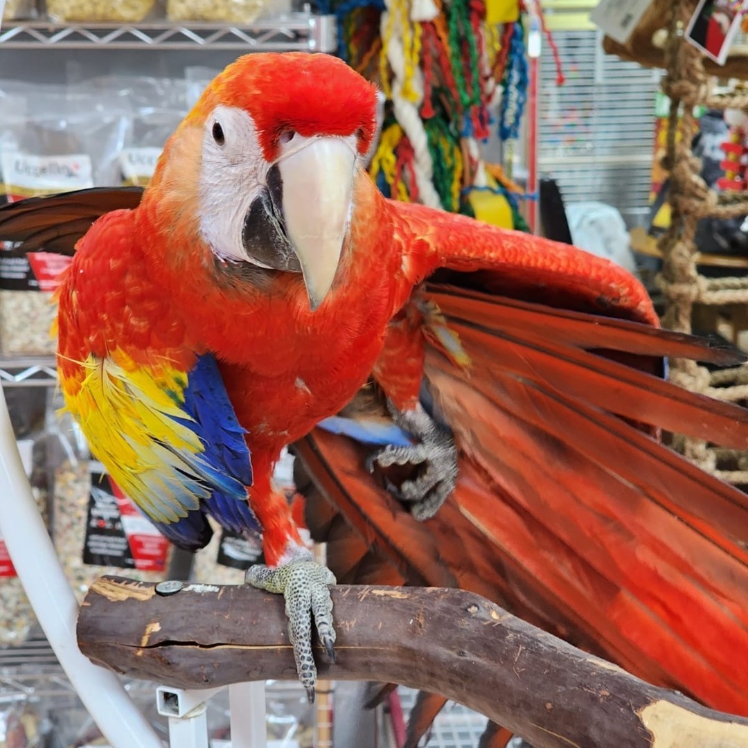 Scarlet Macaw for Sale