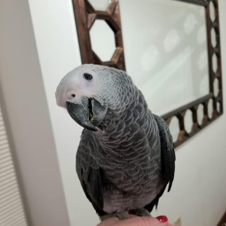 Maanu – Male African Grey - Image 4