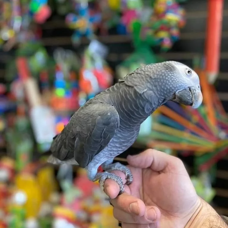 Baby African Parrot for sale - Image 4