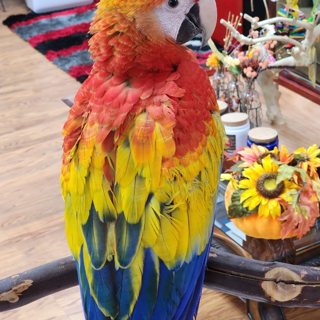 Scarlet Macaw for Sale - Image 3