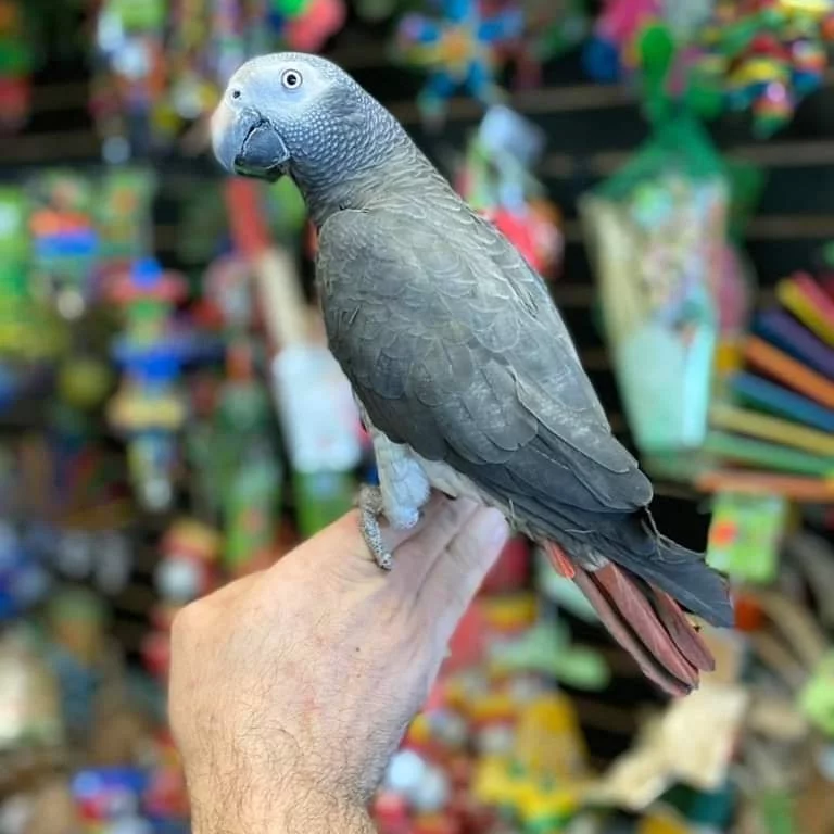 Baby African Parrot for sale - Image 3