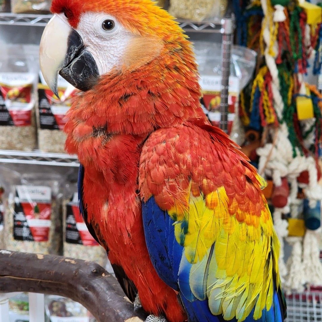 Scarlet Macaw for Sale - Image 8
