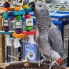African Grey Parrot for Sale