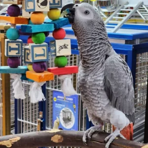 African Grey Parrot for Sale
