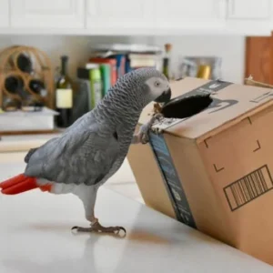 Congo African Gray Parrot for Sale