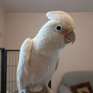 Umbrella Cockatoo For Sale