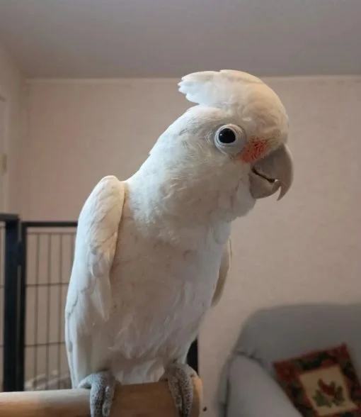 Umbrella Cockatoo For Sale