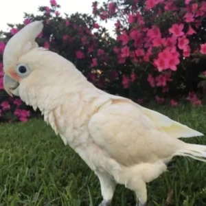 Major Mitchell Cockatoo For Sale