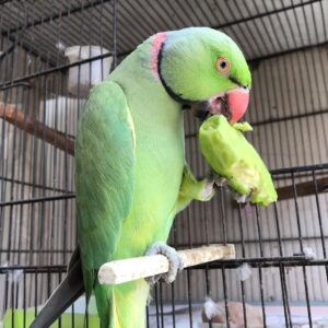 Indian Ringneck Parrot for Sale