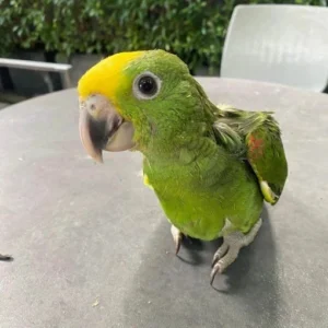 Baby Amazon Parrot for Sale 
