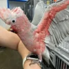 Rose Breasted Cockatoo for Sale