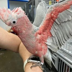 Rose Breasted Cockatoo for Sale