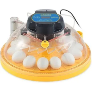 Macaw Parrot Eggs for Sale