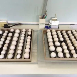 African Grey Eggs for Sale