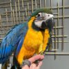 Blue and Gold Macaw for Sale |      MALE