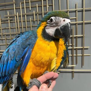 Blue and Gold Macaw for Sale |      MALE