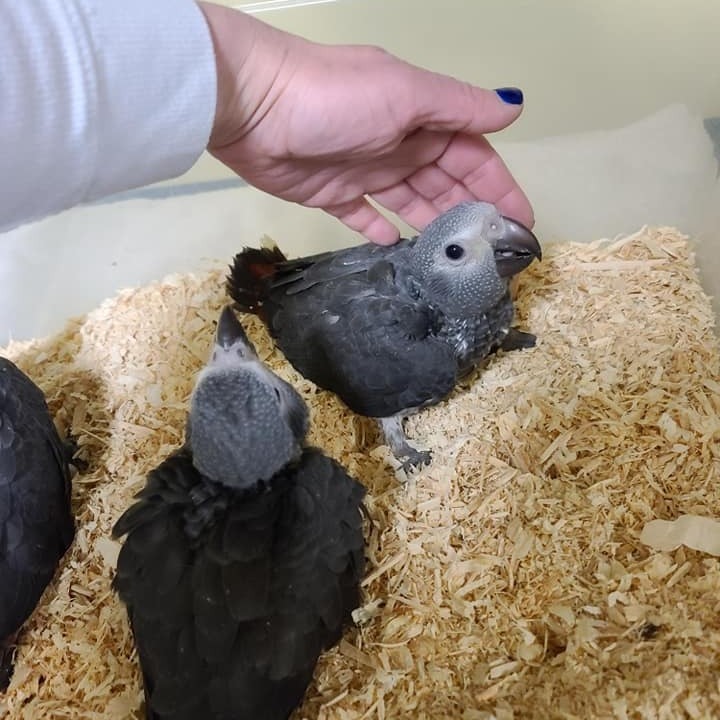 Baby African Grey parrot for sale - Image 2