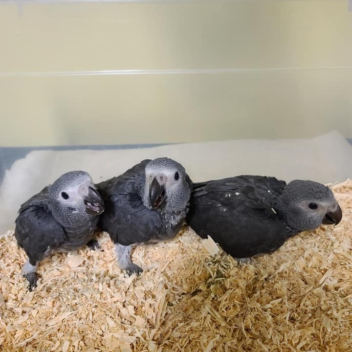 Baby African Grey parrot for sale - Image 3