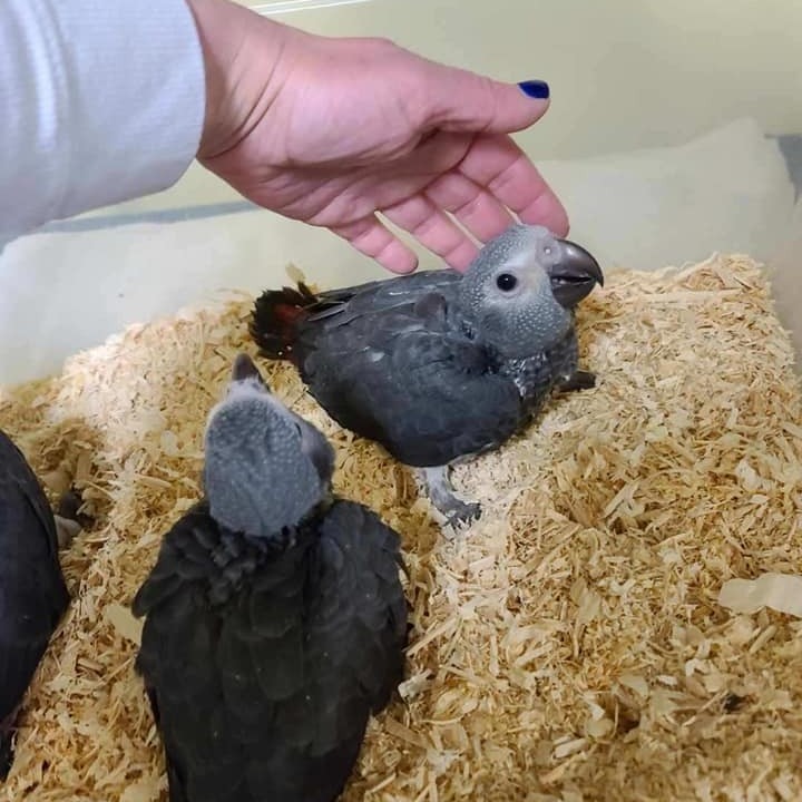 Baby African Grey parrot for sale - Image 4
