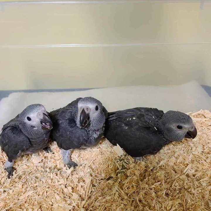 Baby African Grey parrot for sale - Image 8