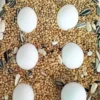 Amazon parrot eggs
