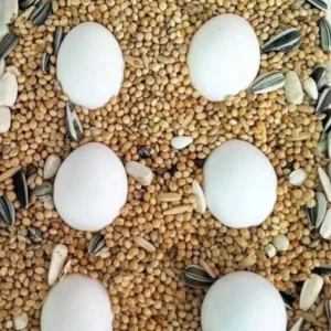 Amazon parrot eggs