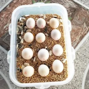 Blue-and-Yellow Macaw