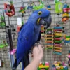 Hyacinth Macaw for Sale