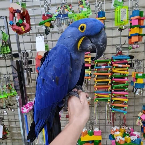 Hyacinth Macaw for Sale