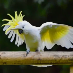 Sulphur Crested Cockatoo for Sale