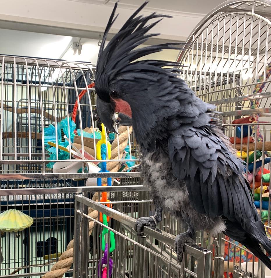 Black Palm Cockatoo - Image 3