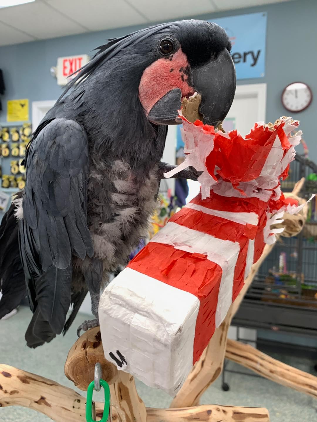 Black Palm Cockatoo - Image 2