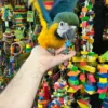 Blue and Gold Macaw for Sale |    Female