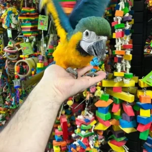 Blue and Gold Macaw for Sale |    Female